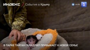 В парка Тайган гамадрил привыкает к новой семье