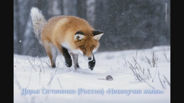 Об итогах Wildlife Photographer of the Year 2024 смотреть онлайн