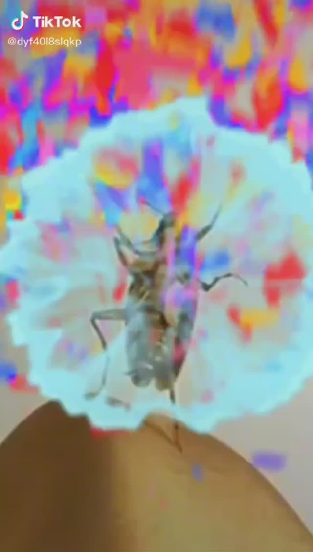 тараканы ночью