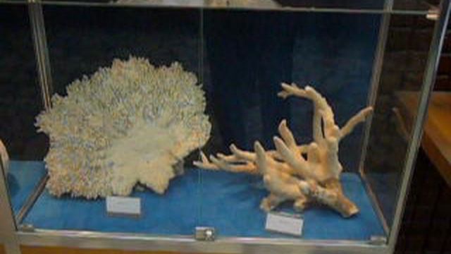 Видео с картинами съезда РОИПА в Москве 2008 г  P1010625