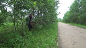 Сходила по грибы в лес с удовольствием. Середина июня 2021 года. Нашла один масленок..