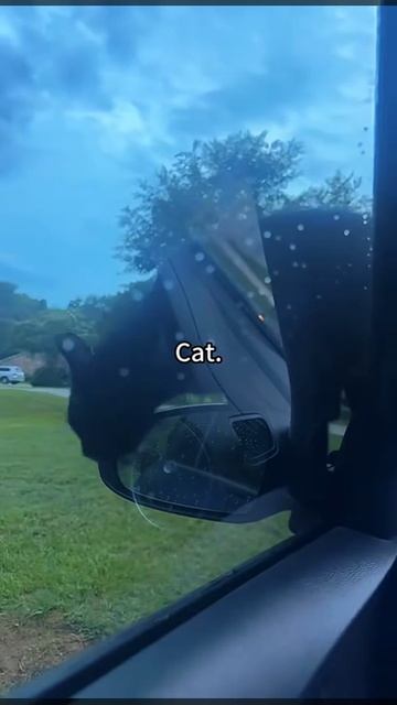 Люди: «Коты – умнейшие домашние животные»Тем временем, коты: смотреть онлайн