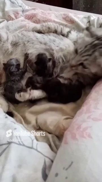 как родилась наша Василиса смотреть онлайн