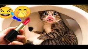 Смешные Кошки-Коты 2025 😸Лучшие приколы с кошками и Животными😸 Кошки😸 Животные- Смешное видео!