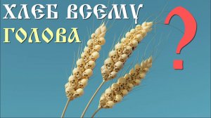 🌾 Пшеница не от людей? Вавилов против истории, генетика против учебников