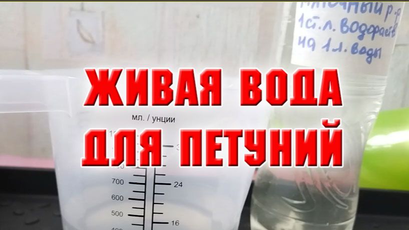 24 января. ЖИВАЯ ВОДА ДЛЯ ПЕТУНИЙ
