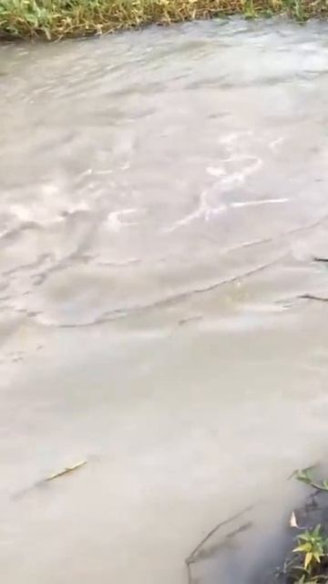 здоровенные рыбёшки.mp4 смотреть онлайн