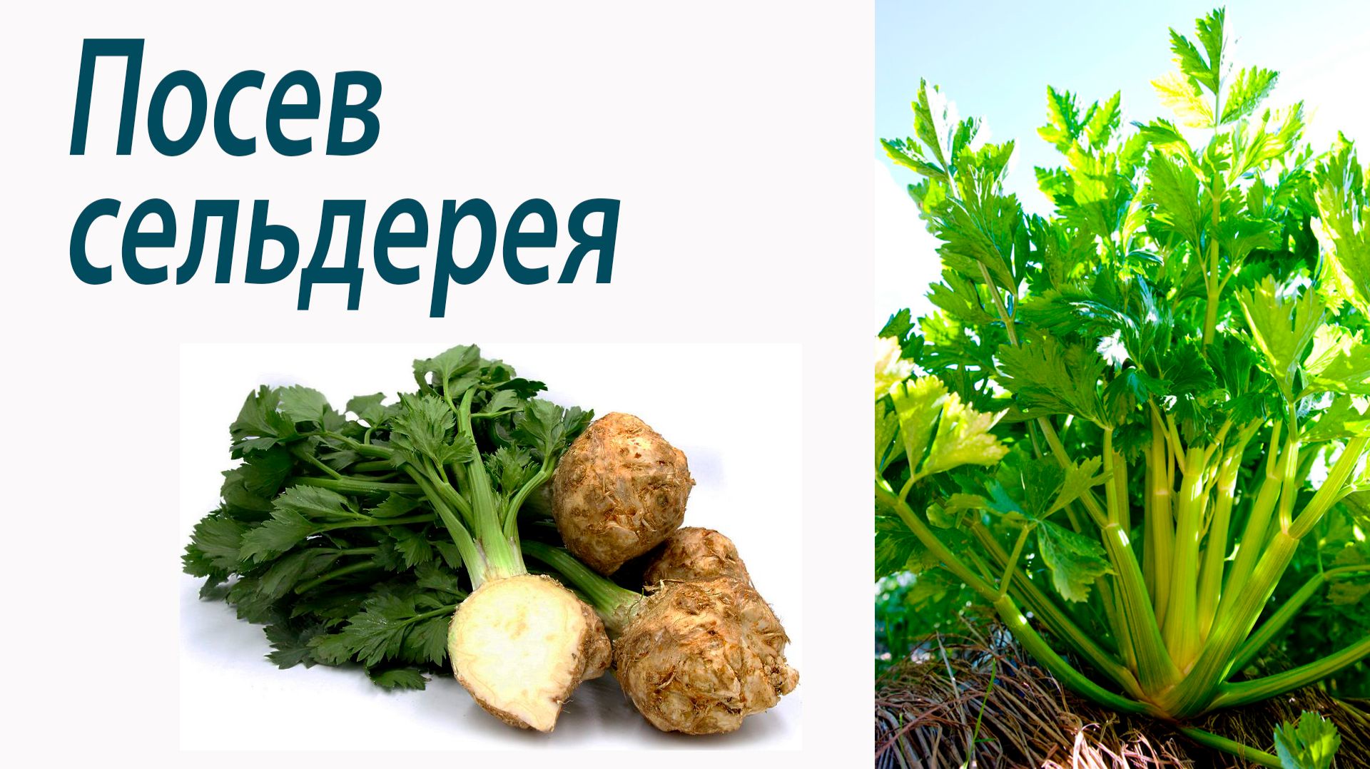 Посев сельдерея. Сорта. Октябрина Ганичкина смотреть онлайн