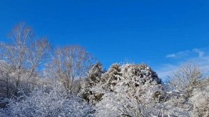 В зимнем урочище.