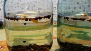 Самогон на бруснике