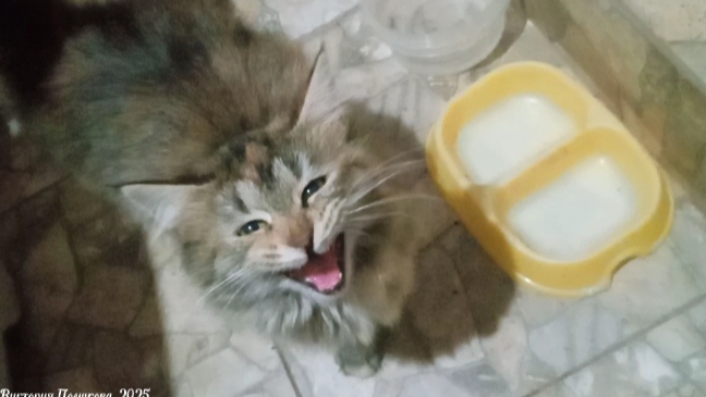 Котёнок требует покушать смотреть онлайн