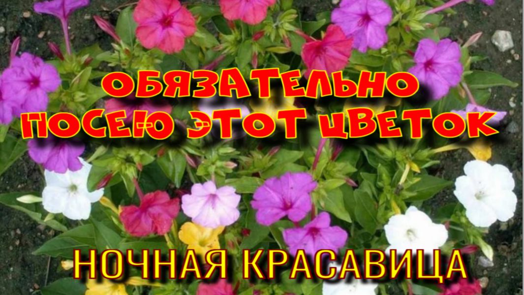 МИРАБИЛИС - НОЧНАЯ КРАСАВИЦА. ОБЯЗАТЕЛЬНО ПОСЕЙТЕ ЭТОТ ЦВЕТОК! смотреть онлайн