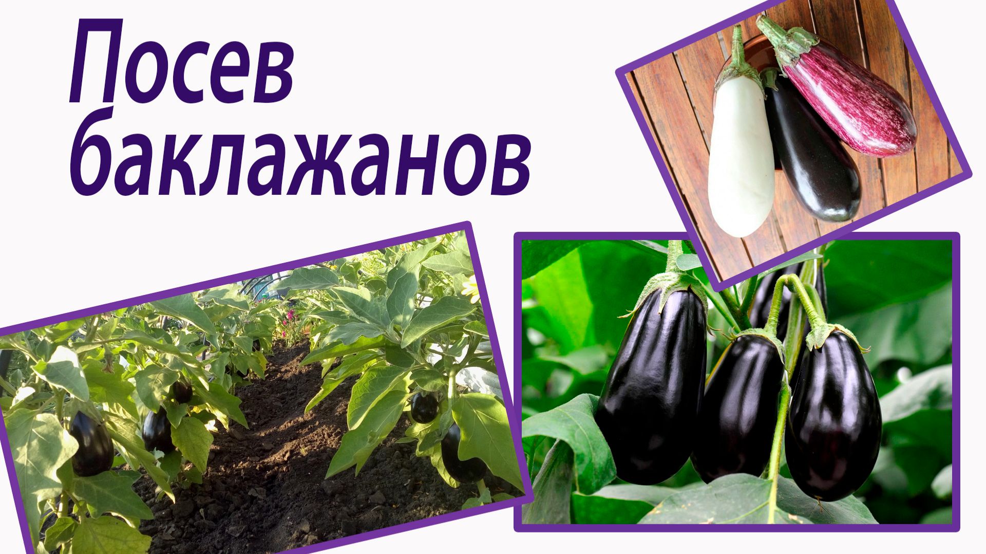 Посев баклажанов. Выбор сорта. Октябрина Ганичкина смотреть онлайн