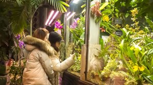 «Тропическая зима» в Аптекарском огороде. Почему фестиваль орхидей открылся перед Новым годом?
