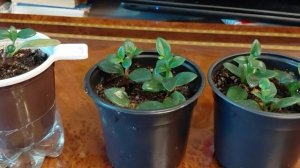 Нематантус. Укоренение маленькими зелеными черенками. Продолжение с извинениями