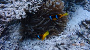 Grand Rotana 12.2025 риф  полностью (с титрами)