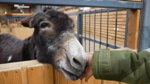 Ослик, помогавший в зоне СВО, поселился на экспозиции Московского зоопарка.