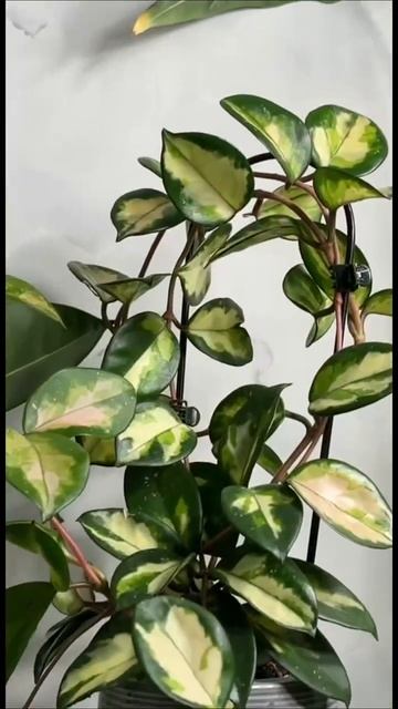 Растения в интерьере смотреть онлайн