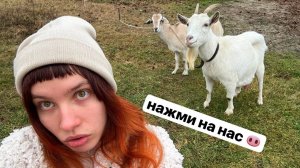 в мире животных 🐏🐎🐢🐣🐠 хехехе гы гы гы