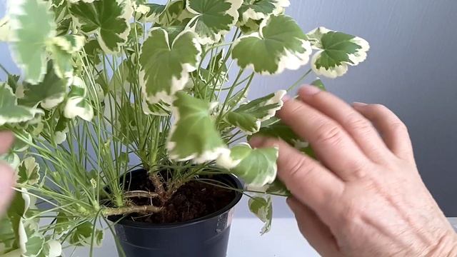 Загадка Madame Salleron. Любимые сорта пеларгоний смотреть онлайн