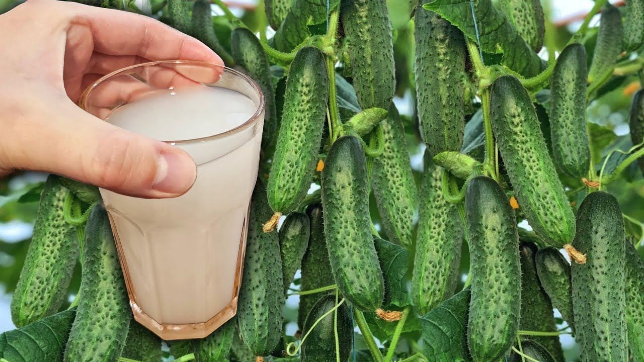 СРОЧНО дайте в ИЮНЕ ОГУРЦАМ и они сразу обильно заплодоносят и дадут тонны урожая огурцов смотреть онлайн