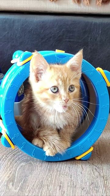 Котенок рычит. #котенок #котята