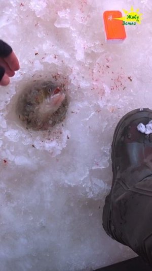 Судак клюнул на мормышку с мотылем