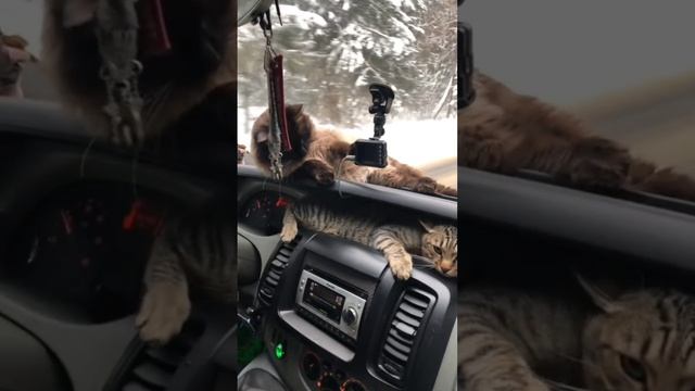 животные рядом с нами.mp4 смотреть онлайн