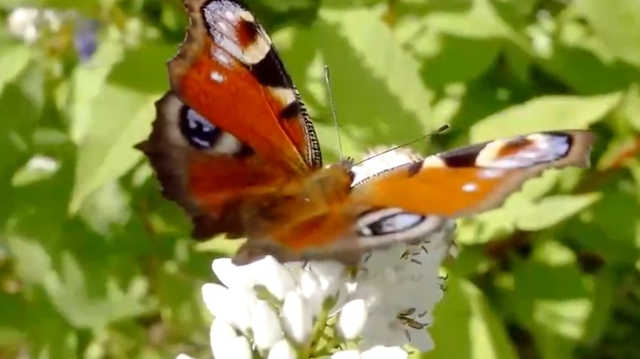 Просто_невероятная_музыкаЭто_Безумно_Красивая_Мелодия_трогающая_до_глубины_душиСергея_Чекалина смотреть онлайн