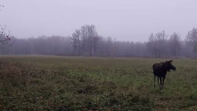 лосиная семья