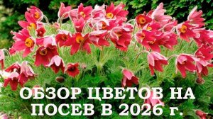 ОБЗОР ЦВЕТОВ НА ПОСЕВ в  2026г.