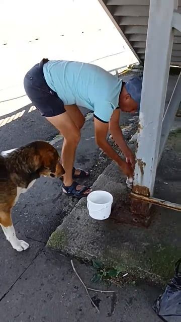 Две Собаки 🐶🐕 Пищевая Агрессия. Управление Гневом и смотреть онлайн