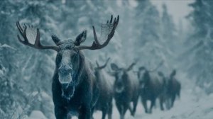 Зимний серебристый блюз