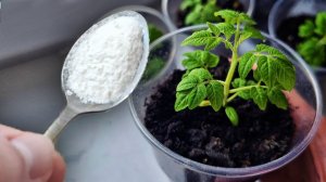 Хилая РАССАДА станет жирненькой за ночь! Для роста корней и от вытягивания рассады! Лучшая подкормка