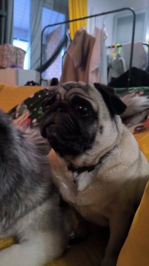 Пёсвящение