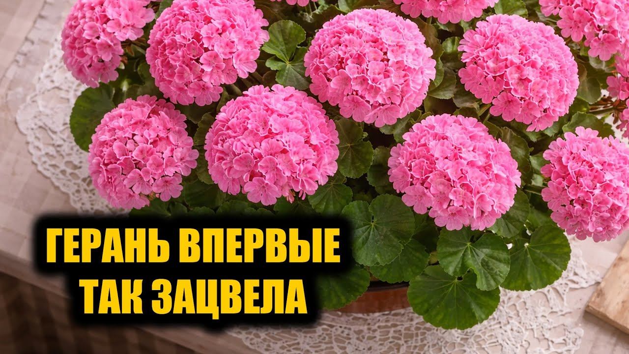Герань никогда так не цвела! Бабушкин рецепт подкормки заставил пышно цвести чахлую герань смотреть онлайн