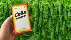 Срочно дайте Огурцам и Томатам Соду и будете собирать урожай ведрами октября!
