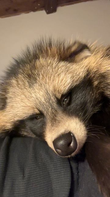 Уссурийская лиса двигает ушами!