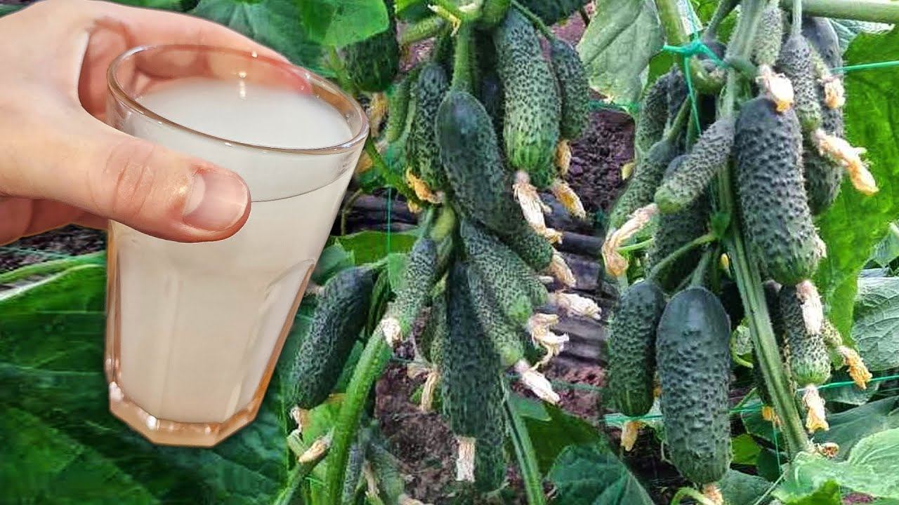 Подлила под Огурцы и они как попёрли тоннами нарастать! Думала такое только во сне бывает смотреть онлайн