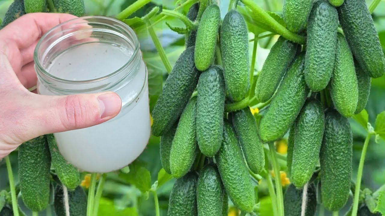 СРОЧНО дайте это ЛЕТОМ Огурцам, Томатам, Перцу и они сразу обильно заплодоносят! смотреть онлайн