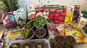 ЦВЕТЫ 2026 позднего посева, без рассады на окнах