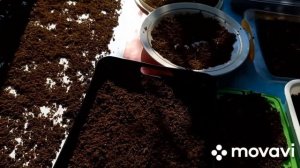 ФЕРМЕНТИРОВАННЫЙ чай из листа яблони. Пошаговый рецеп