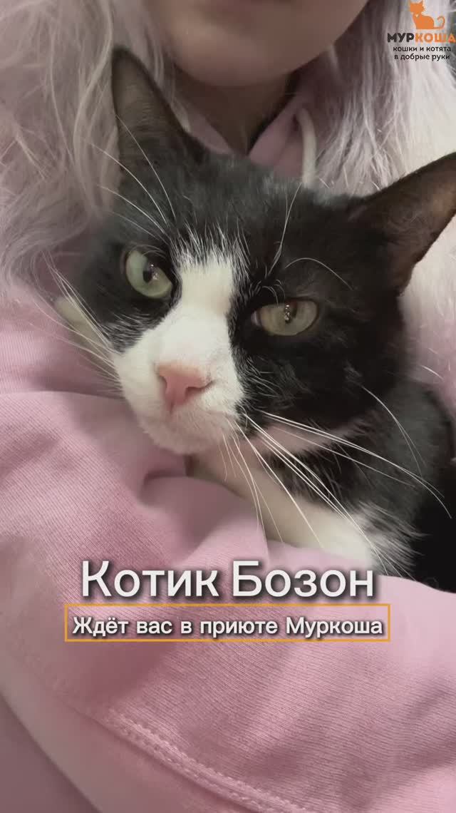 Бозон ждёт вас в приюте #Муркоша смотреть онлайн