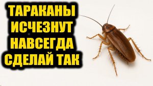 Как избавиться от тараканов навсегда простым и быстрым способом!