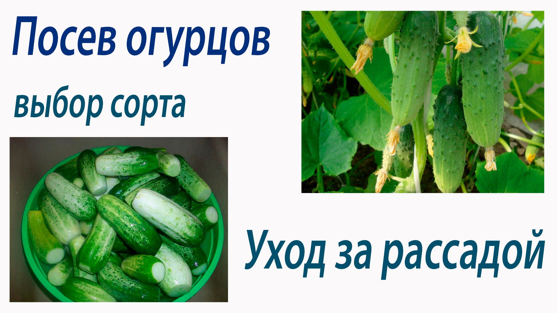 Посев огурцов. Уход за рассадой. Октябрина Ганичкина смотреть онлайн
