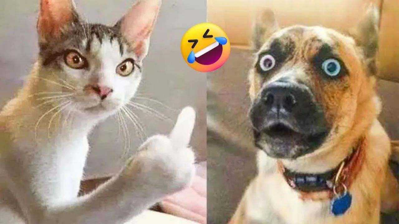 СМЕШНО ДО СЛЕЗ 😹😍 СМЕШНЫЕ КОТЫ, ЛУЧШИЕ ПРИКОЛЫ С КОТАМИ, СОБАКАМИ КОШКИ,СОБАКИ , ЖИВОТНЫЕ 🥰 смотреть онлайн
