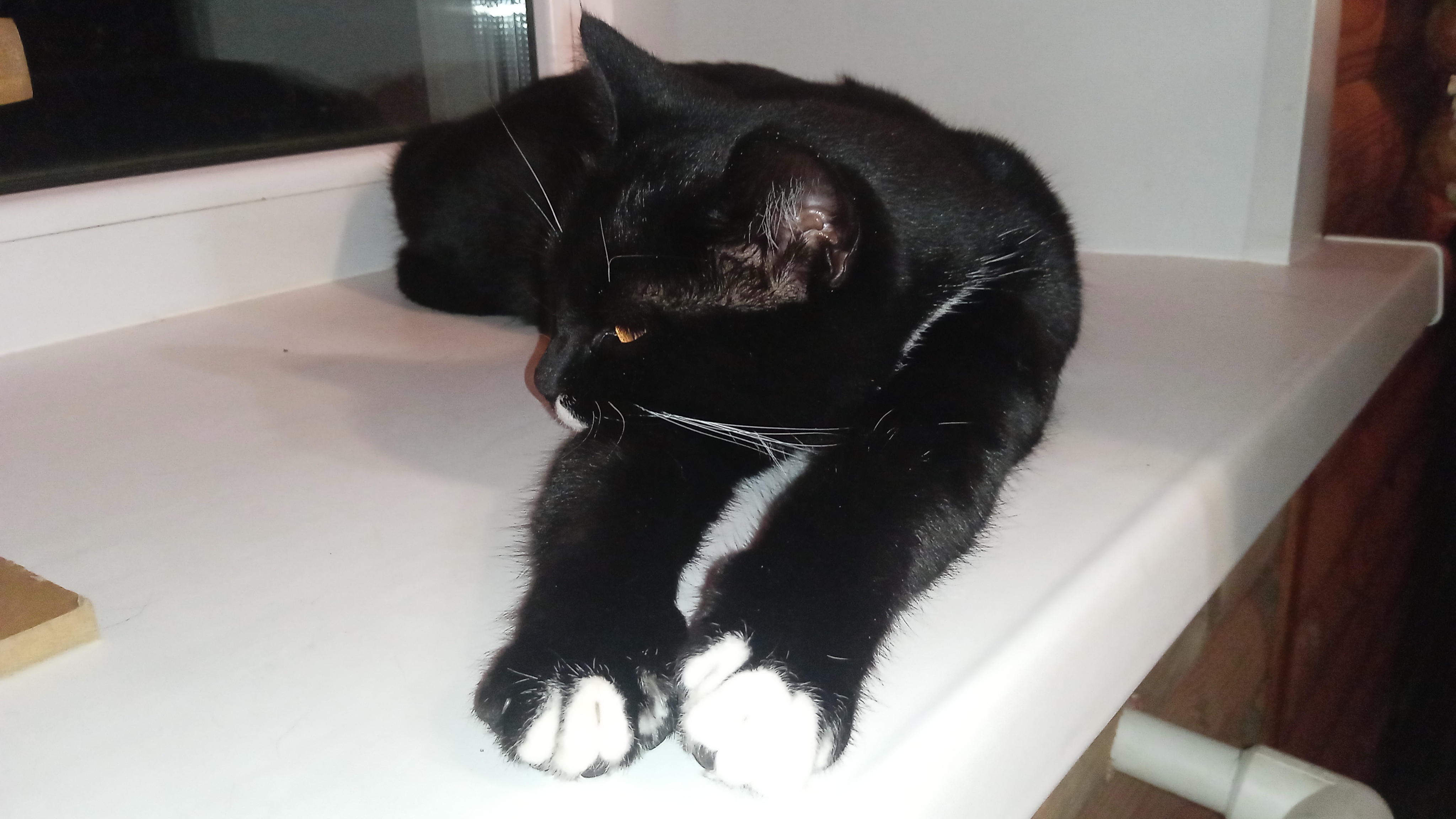 Любимая кошечка Чикуля отдыхает на подоконнике смотреть онлайн