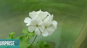 В поисках жёлтой пеларгонии. Какие сорта у меня были и почему сейчас их нет