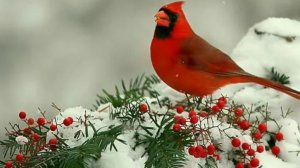 27-12-25Жизнь в Нижегородской деревне Хроника дня