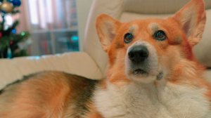 НОВОГОДНЕЕ ОБРАЩЕНИЕ КОРГИ КЕКСА!! С НАСТУПАЮЩИМ!